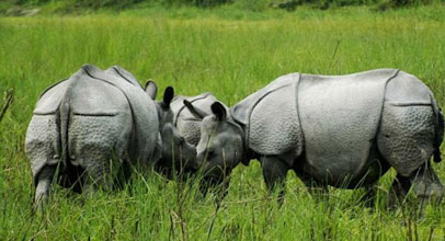 flora-kaziranga-pack