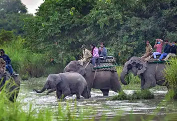 About the website kaziranganationalparkonline.in