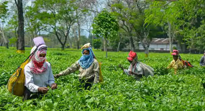 tea-estate-kaziranga