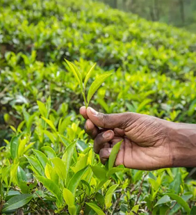 tea-kazirnagpark